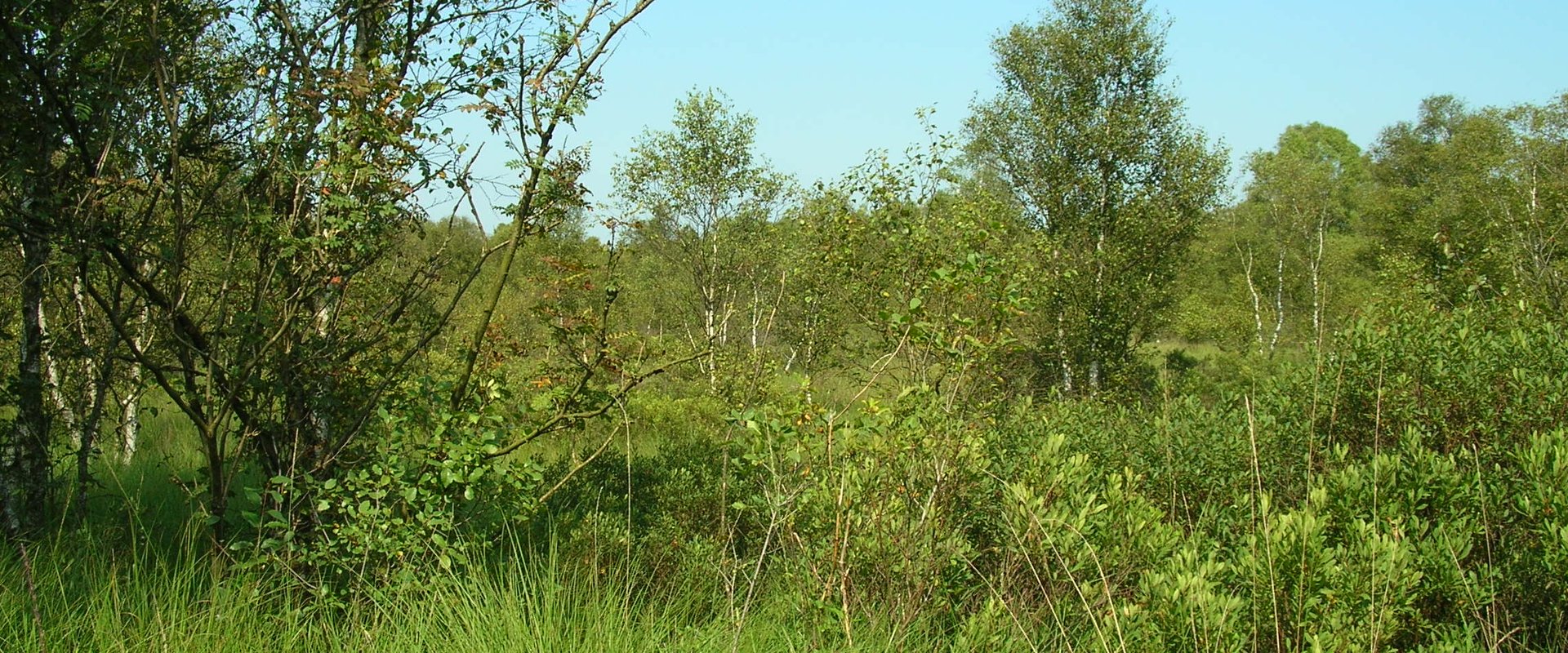 Moorszene. Foto: Stadt Oldenburg