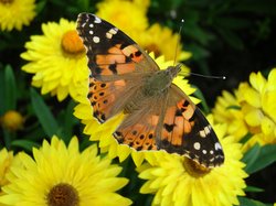 Distelfalter auf gelber Blume. Foto: Stadt Oldenburg