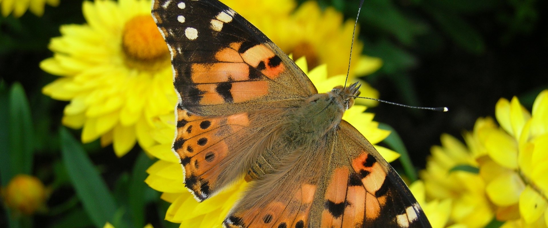 Distelfalter auf gelber Blume. Foto: Stadt Oldenburg