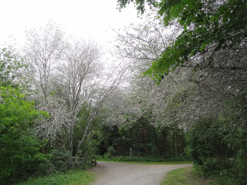 Gespinstmotte. Foto:Stadt Oldenburg