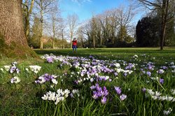 Krokusblüte im Oldenburger Schlossgarten. Foto: Hans-Jürgen Zietz