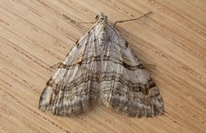 Großer Johanniskraut-Spanner. Foto: Schmetterling-Raupe.de