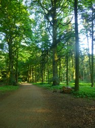 Ein Weg im Eversten Holz im Sommer. Foto: Stadt Oldenburg