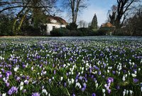 Tulpenpracht an einem Sommermorgen (2013). Foto: Hans-Jürgen Zietz