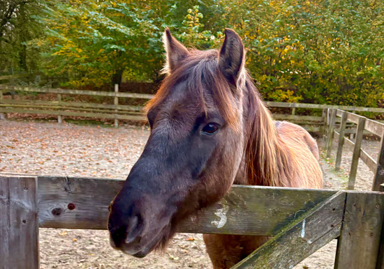 Stute „Sky“ fühlt sich wohl auf dem Abenteuerspielplatz in Eversten. Foto: Stadt Oldenburg Foto: Stadt Oldenburg