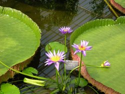 Tropische Wasserlilie im Botanischen Garten. Foto: Stadt Oldenburg Tropische Wasserlilie im Botanischen Garten. Foto: Stadt Oldenburg
