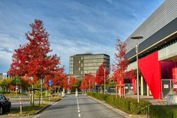 Liquidambar-Bäume in Herbstfärbung an der EWE-Arena 