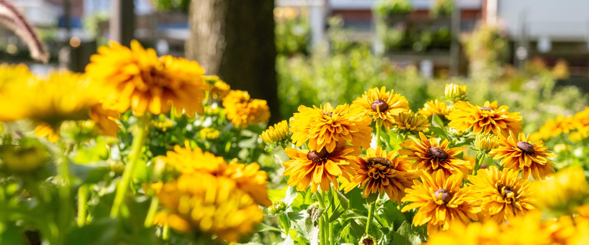 Blumen auf dem Wochenmarkt. Foto: Sascha Stüber