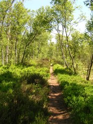 Weg ins Everstenmoor. Foto: Stadt Oldenburg