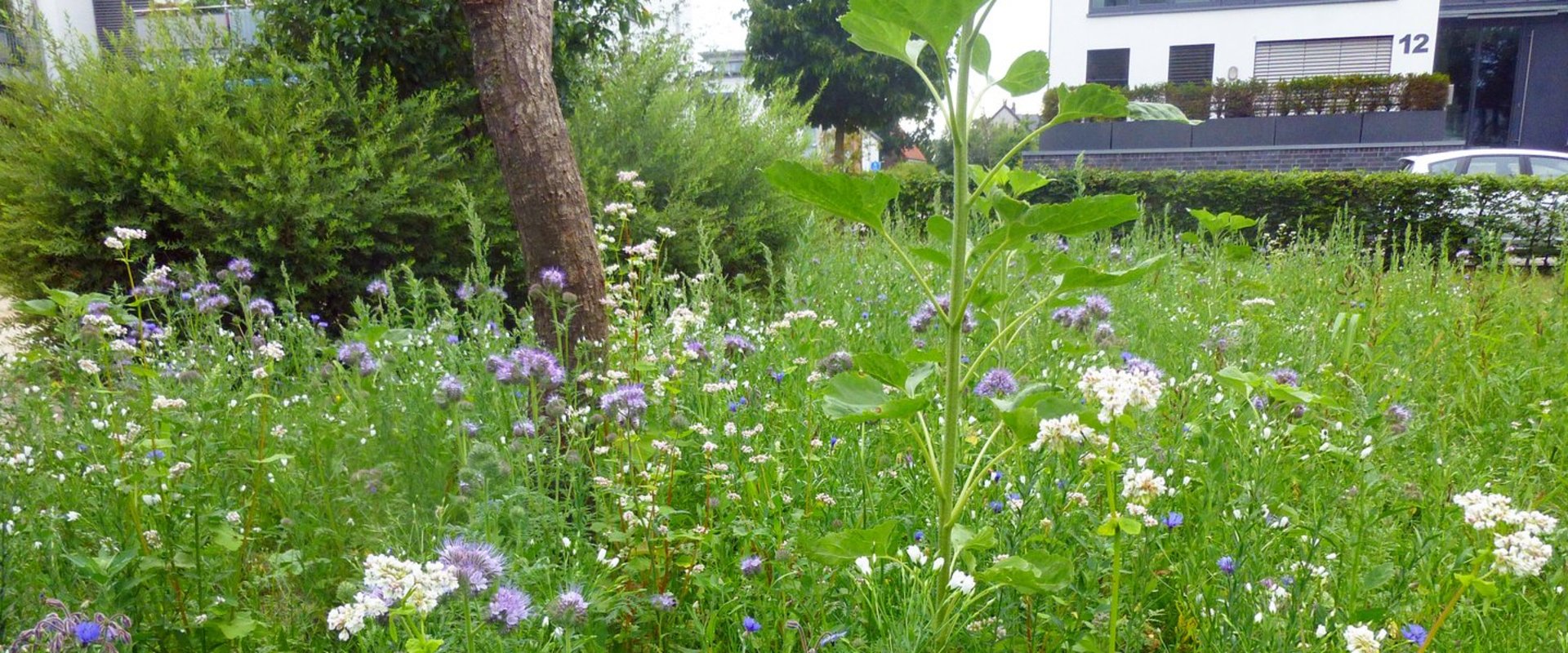 Lindenbogen Ansaat auf einer Wiese. Foto: Stadt Oldenburg