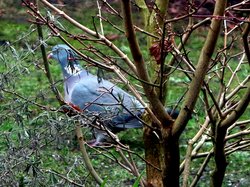Unsere gefiederten Freunde. Foto: Werner Fuhlrott