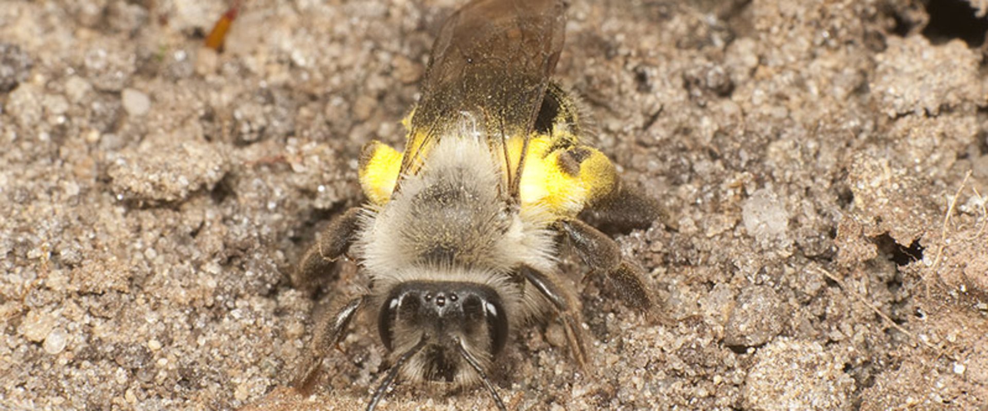Sandbienen. Foto: Rolf Witt