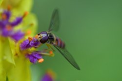 Schwebfliege an Königskerze. Foto: Hans-Jürgen Zietz 