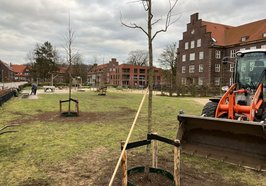 Pflanzung von Amberbäumen am Spielplatz Anne-Frank-Platz. Foto: Stadt Oldenburg