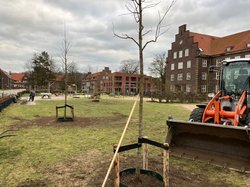 Pflanzung von Amberbäumen am Spielplatz Anne-Frank-Platz. Foto: Stadt Oldenburg