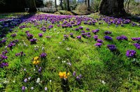 Krokusse im Schlossgarten. Foto: Hans-Jürgen Zietz