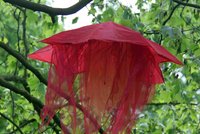 Regentage. Foto: Hartmut Kampen Regentage. Foto: Hartmut Kampen