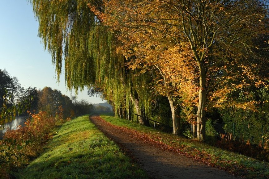 Goldener Herbst. Foto: Hans-Jürgen Zietz