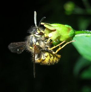 Wespe an Braunwurz. Foto: Stadt Oldenburg