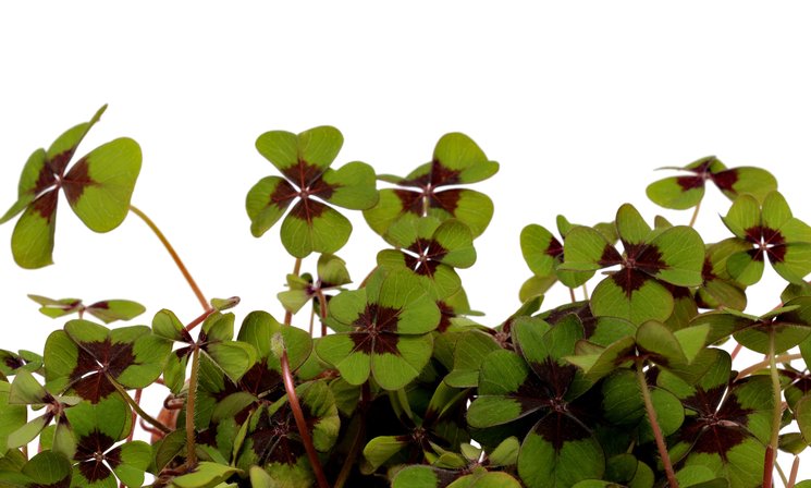 Vierblättriger Glücksklee. Annca/Pixabay.com