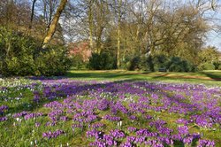 Krokusse im Schlossgarten. Foto: Hans-Jürgen Zietz.  