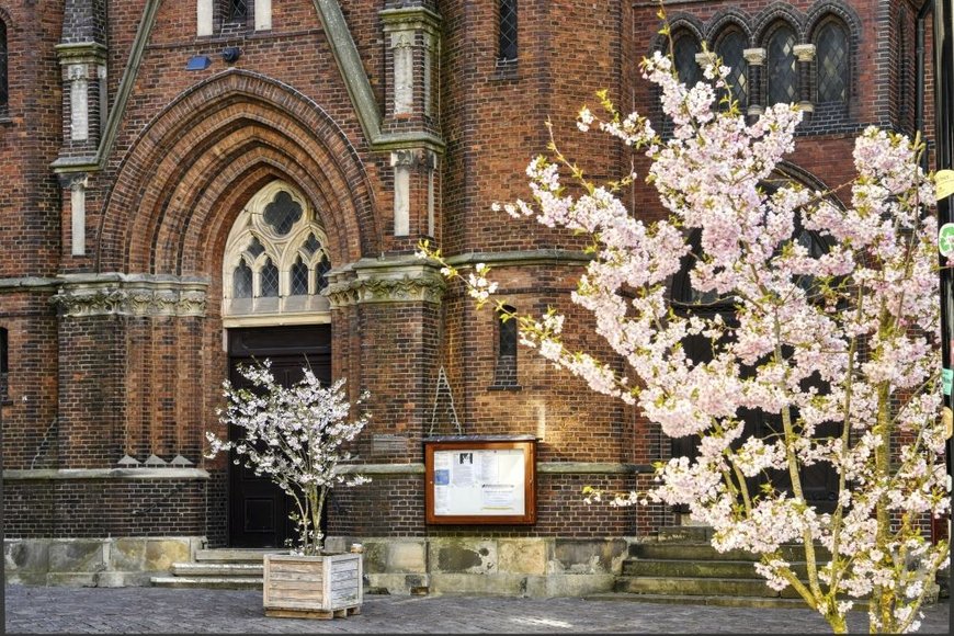 Frühlingsblüten an der Oldenburger Lambertikirche. Foto: Hans-Jürgen Zietz