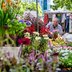 Vorschau: Blumen und Pflanzen auf dem Wochenmarkt auf dem Rathausmarkt. Foto: Sascha Stüber