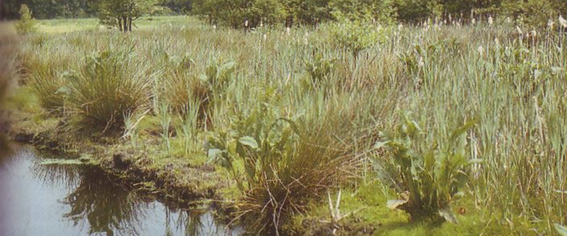 Geschützter Landschaftsbestandteil. Foto: Stadt Oldenburg