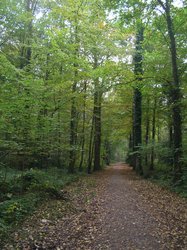 Ein Waldweg mit Bäumen im Gerdshost. Foto: Stadt Oldenburg