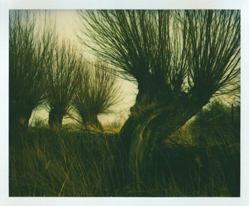 Horst Janssen, Kopfweiden, 1986, Polaroid. Foto: VG Bild-Kunst, Bonn 2024