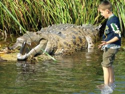 Ein Kind mit einem Krokodil im Wasser. Foto: Steffi8870/pixelio.de