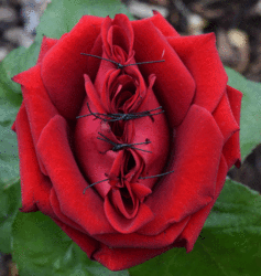 Eine zugenähte rote Rose, die symbolisch für weibliche Genitalverstümmelung steht. Foto: Stadt Oldenburg.