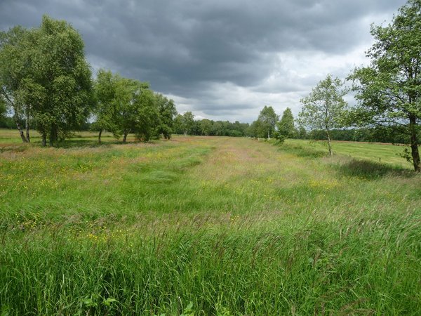 Wiese von Birken gesäumt im Bereich Moorplacken im LSG Oldenburg-Rasteder Geestrand. Foto: Stadt Oldenburg