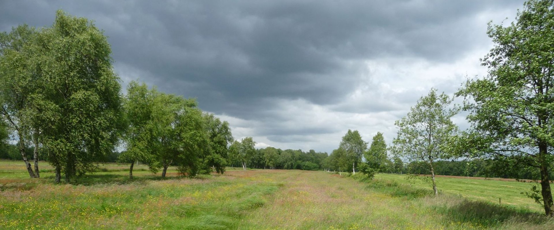 Wiese von Birken gesäumt im Bereich Moorplacken im LSG Oldenburg-Rasteder Geestrand. Foto: Stadt Oldenburg