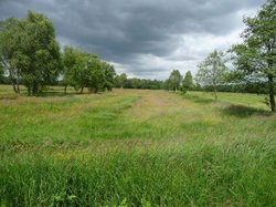 Wiese von Birken gesäumt im Bereich Moorplacken im LSG Oldenburg-Rasteder Geestrand. Foto: Stadt Oldenburg