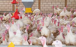 Puten im Stahl. Foto: Uschi Dreiucker/Pixelio Puten im Stahl. Foto: Uschi Dreiucker/Pixelio