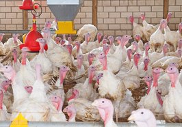 Puten im Stahl. Foto: Uschi Dreiucker/Pixelio