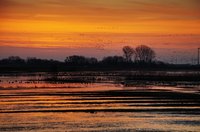 Fliegende Wildgänse über dem Moorhauser Polder. Foto: Hans-Jürgen Zietz