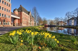 Blühende Narzissen in der Oldenburger Innenstadt. Foto: Hans-Jürgen Zietz 