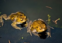 Zwei Kröten im Wasser. Foto: Klaus Brüheim/Pixelio.de