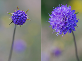 Blüte des Teufelabbiss. Foto: Christian Fischer. CC BY 3.0