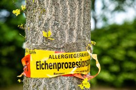 Baumstamm mit Beschriftung „Vorsicht, Allergiegefahr durch Eichenprozessionsspinner Raupen und Nester nicht berühren“. Foto: Nicole Lienemann/AdobeStock
