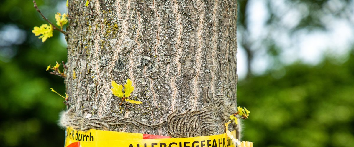 Baumstamm mit Beschriftung „Vorsicht, Allergiegefahr durch Eichenprozessionsspinner Raupen und Nester nicht berühren“. Foto: Nicole Lienemann/AdobeStock