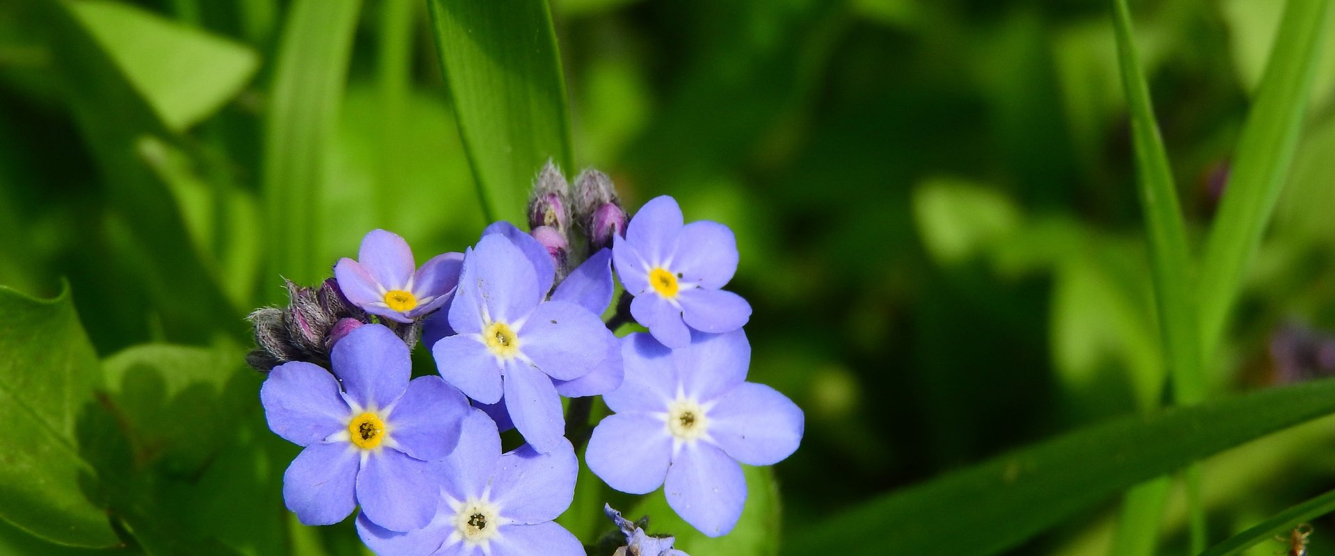 Blume Vergissmeinnicht. Foto: Markéta Klimešová_ Pixabay