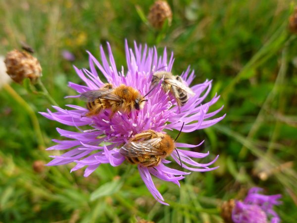 Hier summt es: Bienen fühlen sich am Kirschblütenanger wohl. Foto: Stadt Oldenburg Hier summt es: Bienen fühlen sich am Kirschblütenanger wohl. Foto: Stadt Oldenburg
