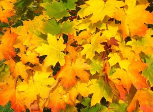 Viele gelbe und orange Laubblätter. Foto: Shirley810/Pixabay.com Viele gelbe und orange Laubblätter. Foto: Shirley810/Pixabay.com