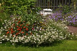 Bunte Sommerblumen im Oldenburger Schlossgarten. Foto: Hans-Jürgen Zietz