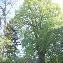 Die älteste Eiche Oldenburgs ist etwa 450 Jahre alt. Foto: Stadt Oldenburg