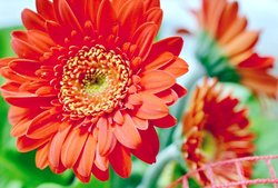 Rote Blumen (Gerberas). Foto: Andrea Hermsdorf/Pixelio.de