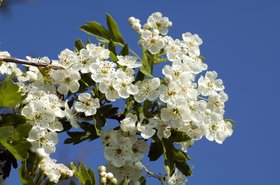 Blühender Weißdornzweig. Foto: Ruckszio AdobeStock